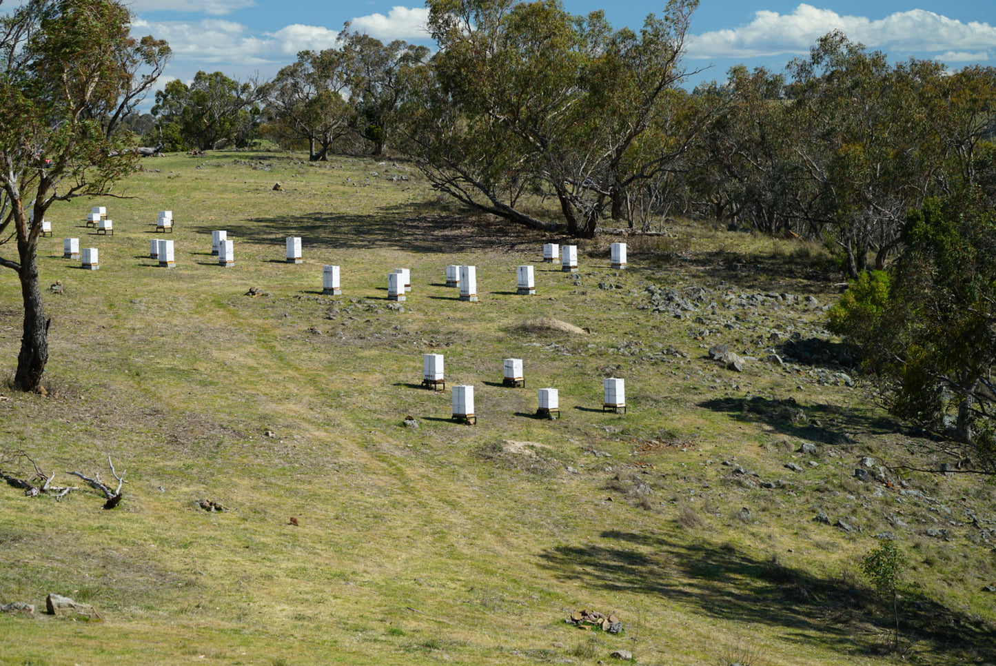 Raw Central Tablelands Wild Blossom Australian Honey